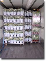 Lippens Food Express: Bloementransport & Plantentransport