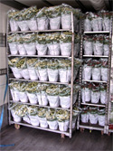 Lippens Food Express: Bloementransport & Plantentransport